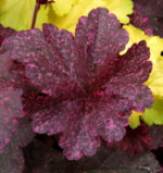 Heuchera 'Midnight Rose'