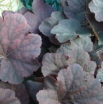 Heuchera 'Mocha'