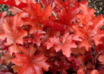 Heuchera 'Peach Flambe'