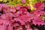 Heuchera 'Berry Smoothie'