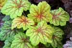 Heuchera 'Electric Lime'