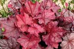 Heuchera 'Fire Chief'