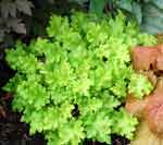 Heuchera Lime Marmalade