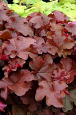 Heuchera 'Mahogany'