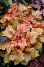 Heuchera 'Midas Touch'