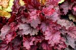 Heuchera 'Midnight Bayou'