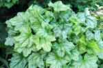 Heuchera Mint Julep'