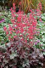 Heuchera 'Mysteria'