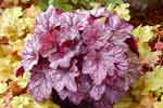 Heuchera 'Sugar Plum'