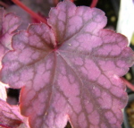 Heuchera 'Blackberry Jam'
