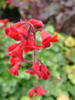 Heuchera 'Blood Red'