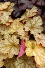 Heuchera 'Ginger Ale