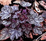 Heuchera 'Jade Gloss'