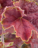 Heuchera 'Miracle'