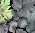 Heuchera 'Obsidian