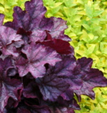 Heuchera 'Plum Royale'