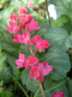 Heuchera 'Strawberry Candy'