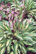 Hosta 'Cherry Berry'
