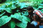 Hosta 'Mr Big' 