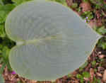 Hosta 'Snowden' 
