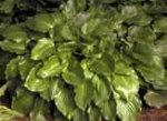 Hosta 'Invincible'