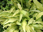Hosta sieboldii 'Kapitan'