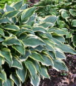 Hosta 'Lacy Belle'