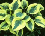 Hosta 'Liberty'