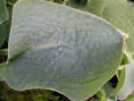 Hosta 'Love Pat' AGM 