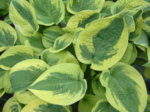 Hosta 'Mama Mia'