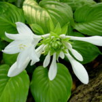 Hosta plantaginea var. grandiflora AGM 