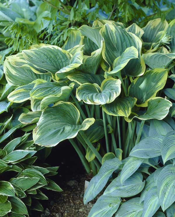 Plants For Moist Shade