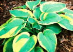 Hosta 'Samurai'