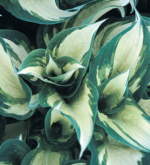 Hosta 'Ghost Spirit'