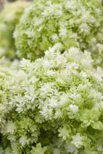 Hydrangea arborescens 'Hayes Starburst'