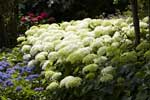 Hydrangea arborescens 'Annabelle'