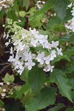Hydrangea paniculata 'Kyushu'
