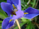 Iris lazica 'Richard Nutt'