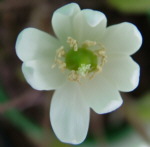 Jeffersonia diphylla 