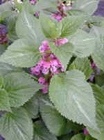Lamium orvala 'Silva'