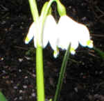 Leucojum vernum AGM 