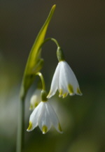 Leucojum aestivum �Gravetye Giant' AGM 