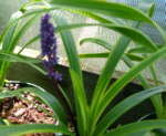 Liriope 'Gold Band'