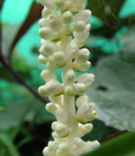 Liriope muscari 'Monroe White'