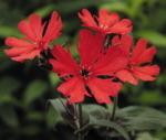 Lychnis