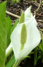 Lysichiton