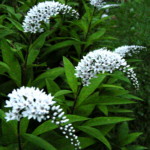 Lysimachia