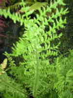 Matteucia struthiopteris 'Depauperata'