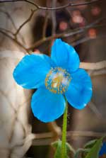 Meconopsis betonicifolia AGM