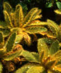 Meconopsis paniculata 'Ghunsa Group' 